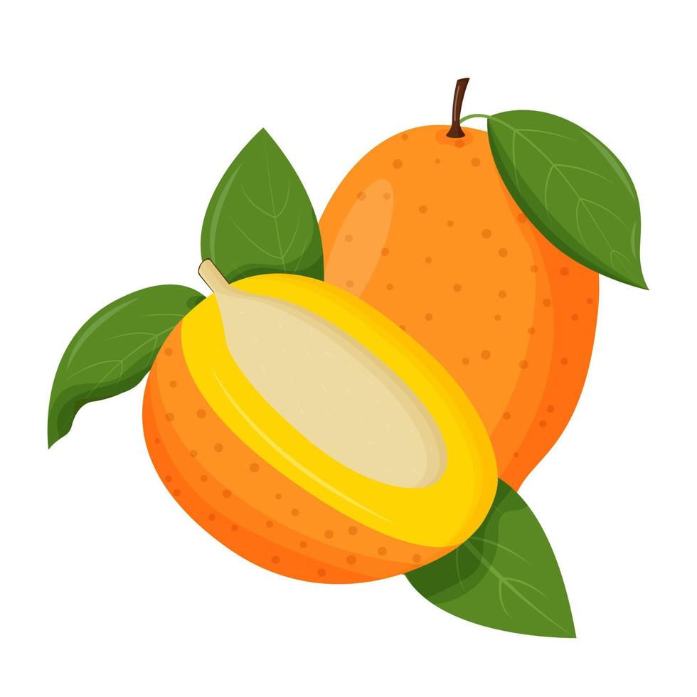 hele mango met groen blad geïsoleerd op een witte achtergrond. platte vectorillustratie. vector