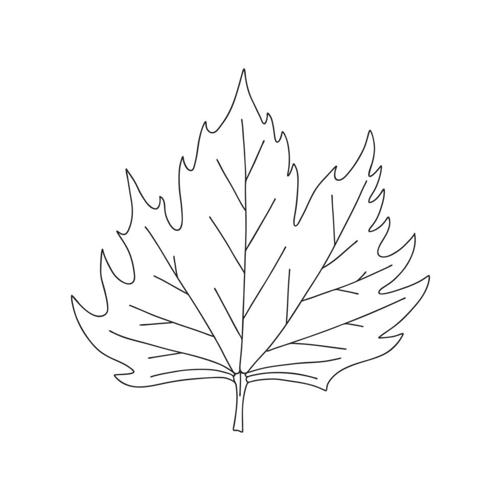 esdoorn blad. botanisch decoratief element. symbool van de herfst. eenvoudige zwart-wit vectorillustratie, hand getrokken, geïsoleerd op een witte achtergrond. vector