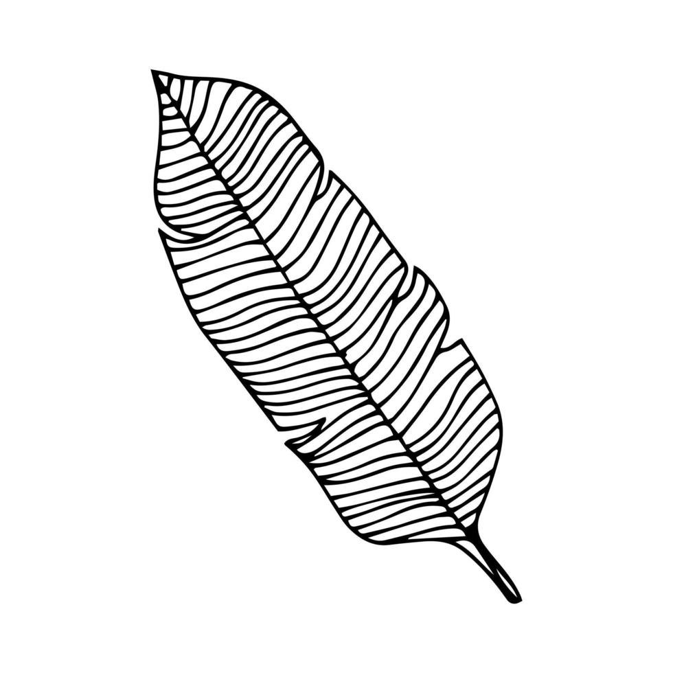 eenvoudige handgetekende doodles. tropische bladeren silhouet vector. hand getekende silhouet palm blad pictogram op witte achtergrond. vector