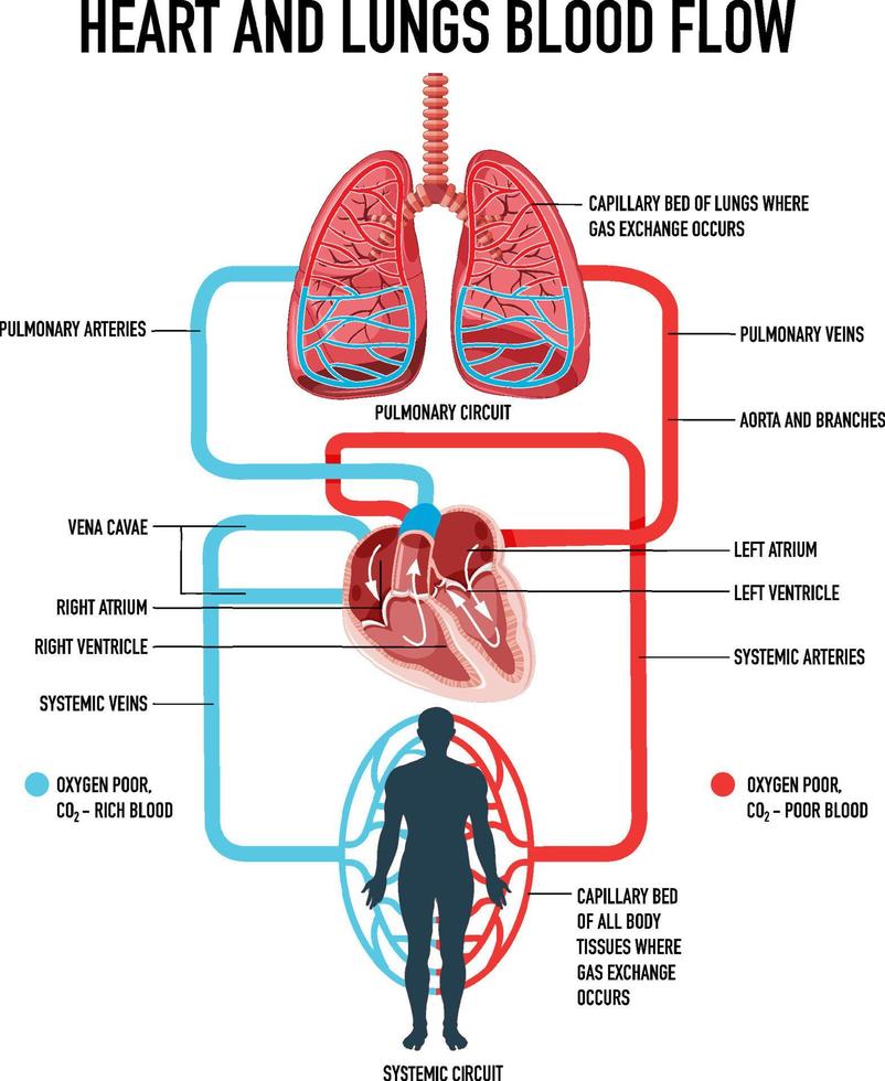 diagram dat de bloedstroom van hart en longen toont vector