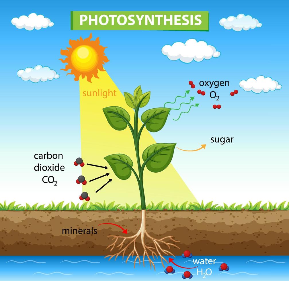 diagram met fotosynthese in plant vector