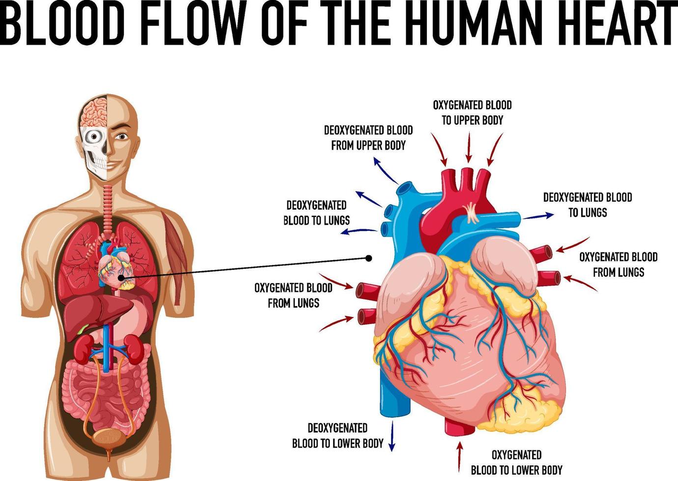 bloedstroom van het menselijk hart vector