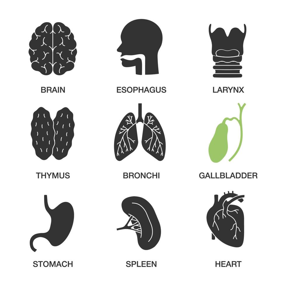 menselijke interne organen glyph pictogrammen instellen. hersenen, slokdarm, strottenhoofd, thymus, bronchiën, galblaas, maag, milt, hart. silhouet symbolen. vector geïsoleerde illustratie