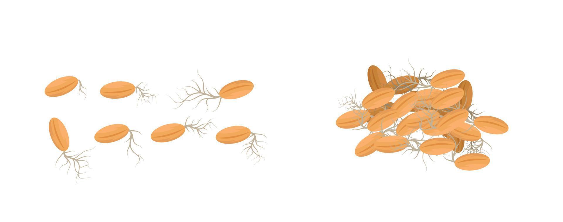 haverbiologische granen. vectorillustratie met spruitzaden op een witte achtergrond, concept van biologische veganistische producten, eco-voedsel. kiemplant van tarwe, rogge, maïs, gierst, gerst, haver vector