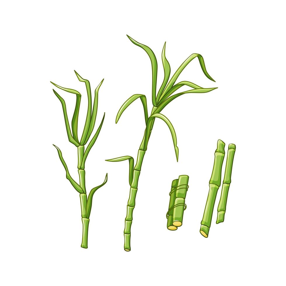 suikerriet planten op een witte geïsoleerde achtergrond. groene bladeren en stengels. vectorillustratie in de cartoon-stijl. vector