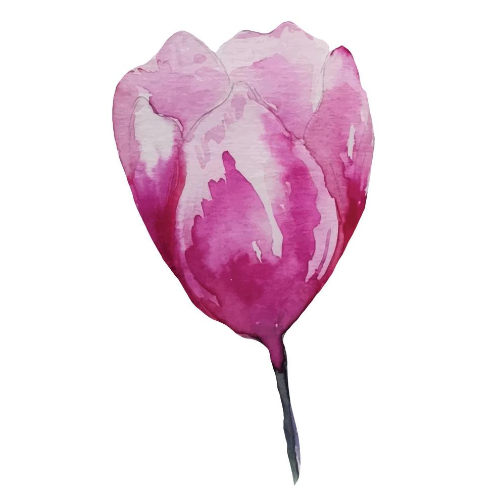 bloeiende tulp bloem aquarel, illustratie vector