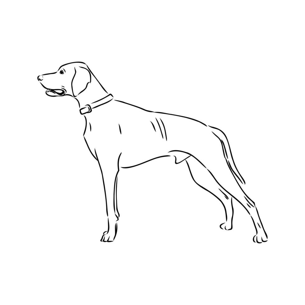 aanwijzer hond vector schets