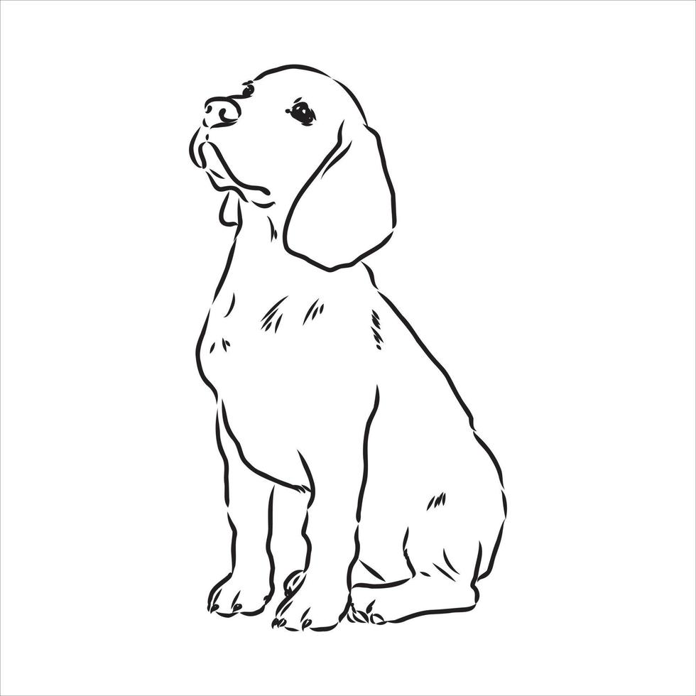 beagle hond vector schets