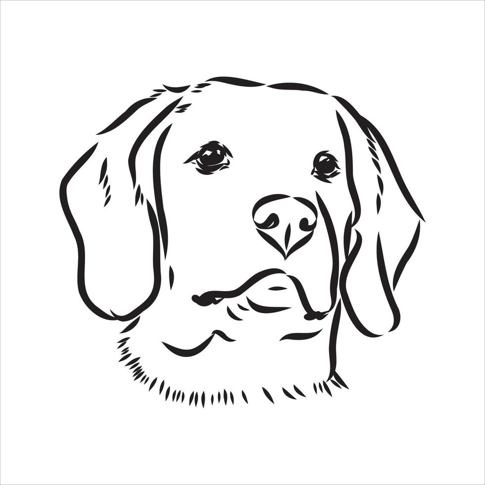 beagle hond vector schets