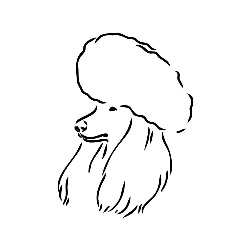 poedel hond vector schets