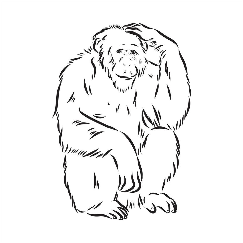 chimpansee vector schets