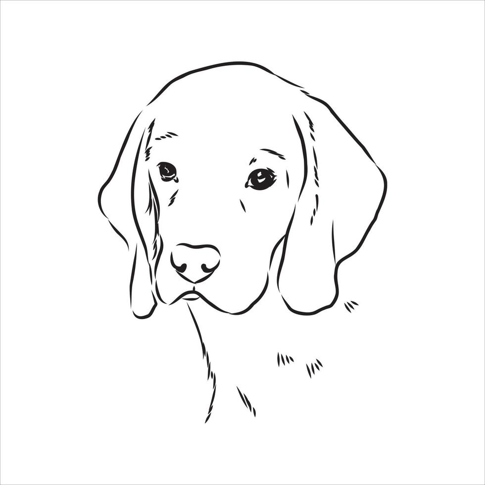 beagle hond vector schets