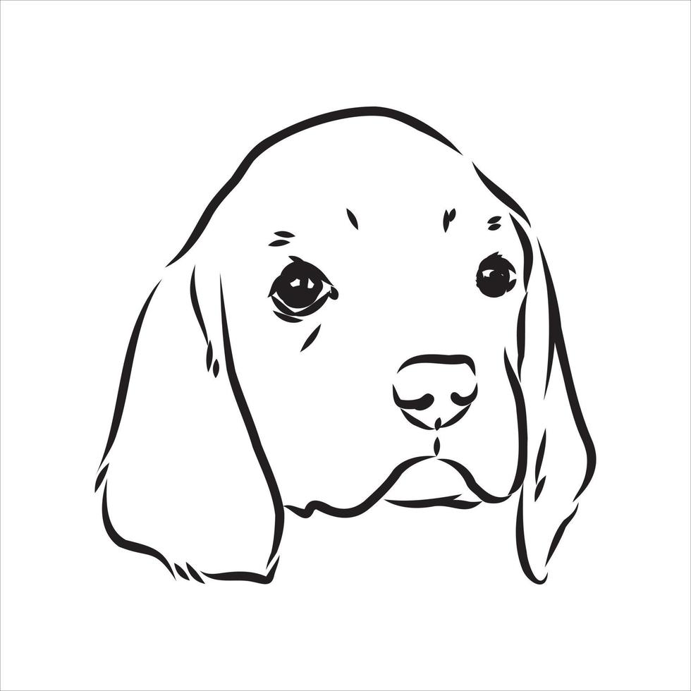 beagle hond vector schets