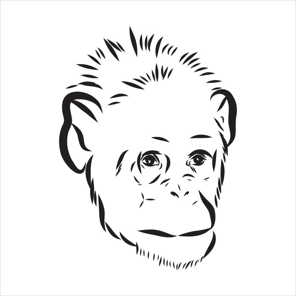 chimpansee vector schets