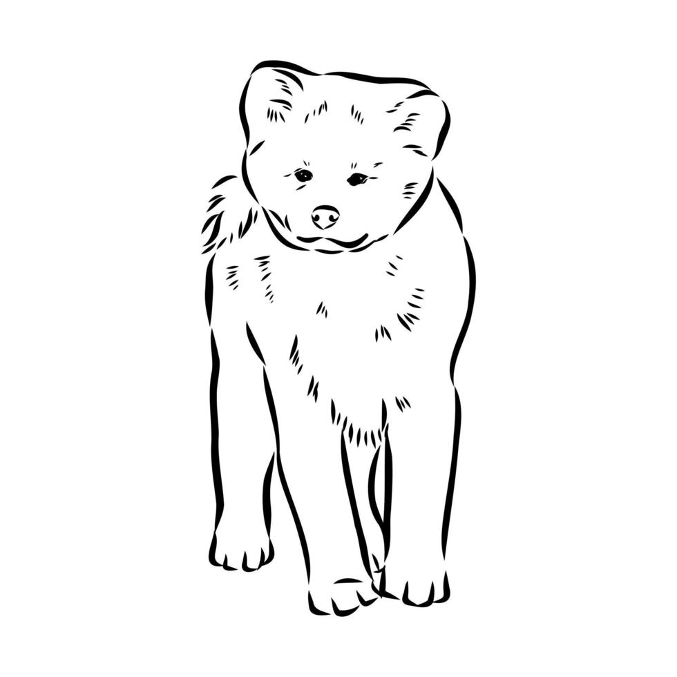 akita inu hond vector schets