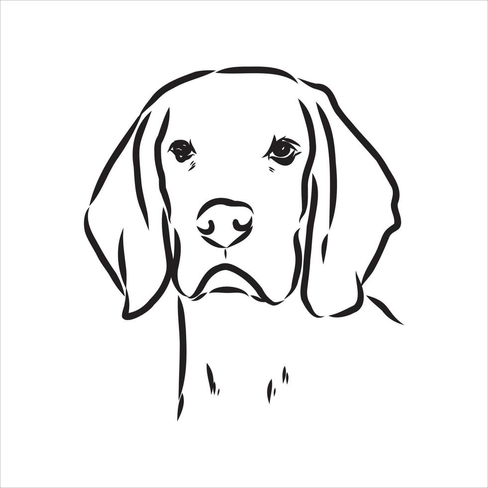 beagle hond vector schets