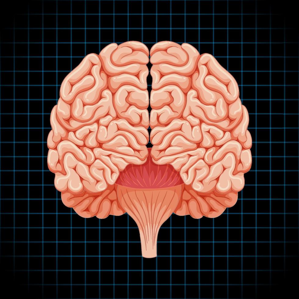 menselijk inwendig orgaan met hersenen vector