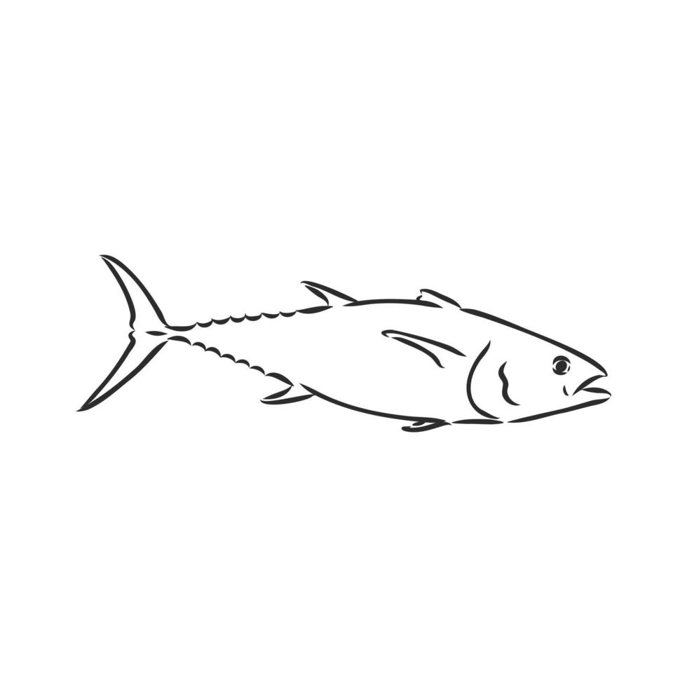 tonijn vector schets