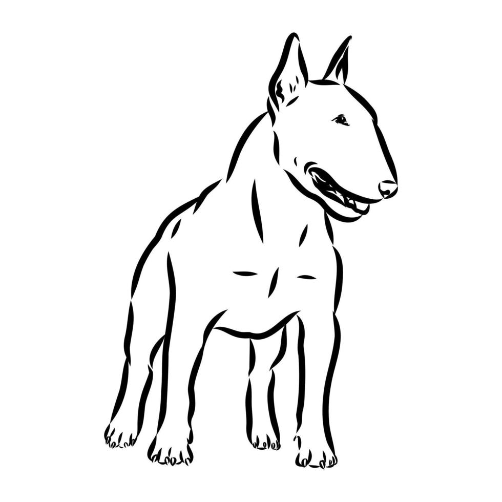 bull terrier vector schets