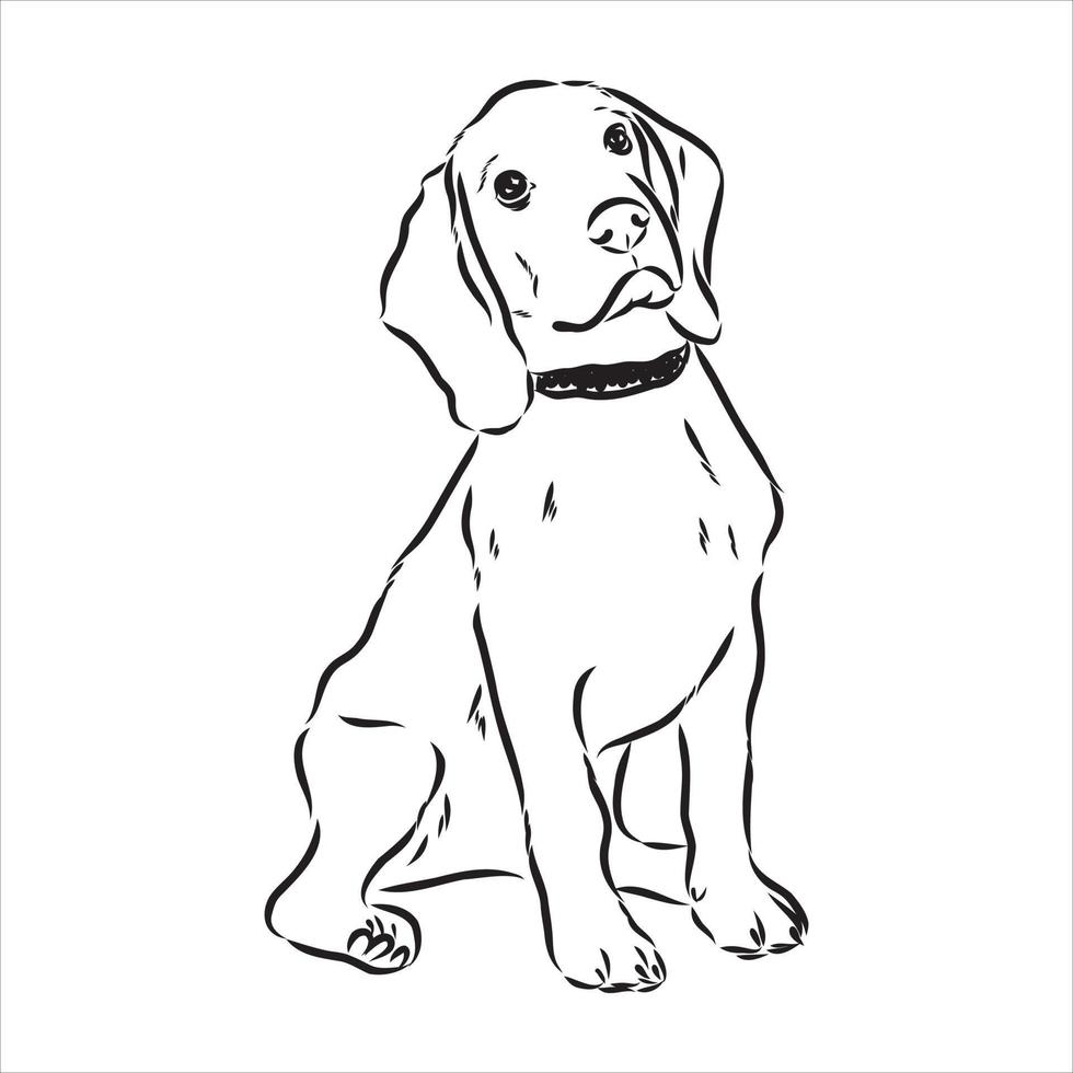 beagle hond vector schets