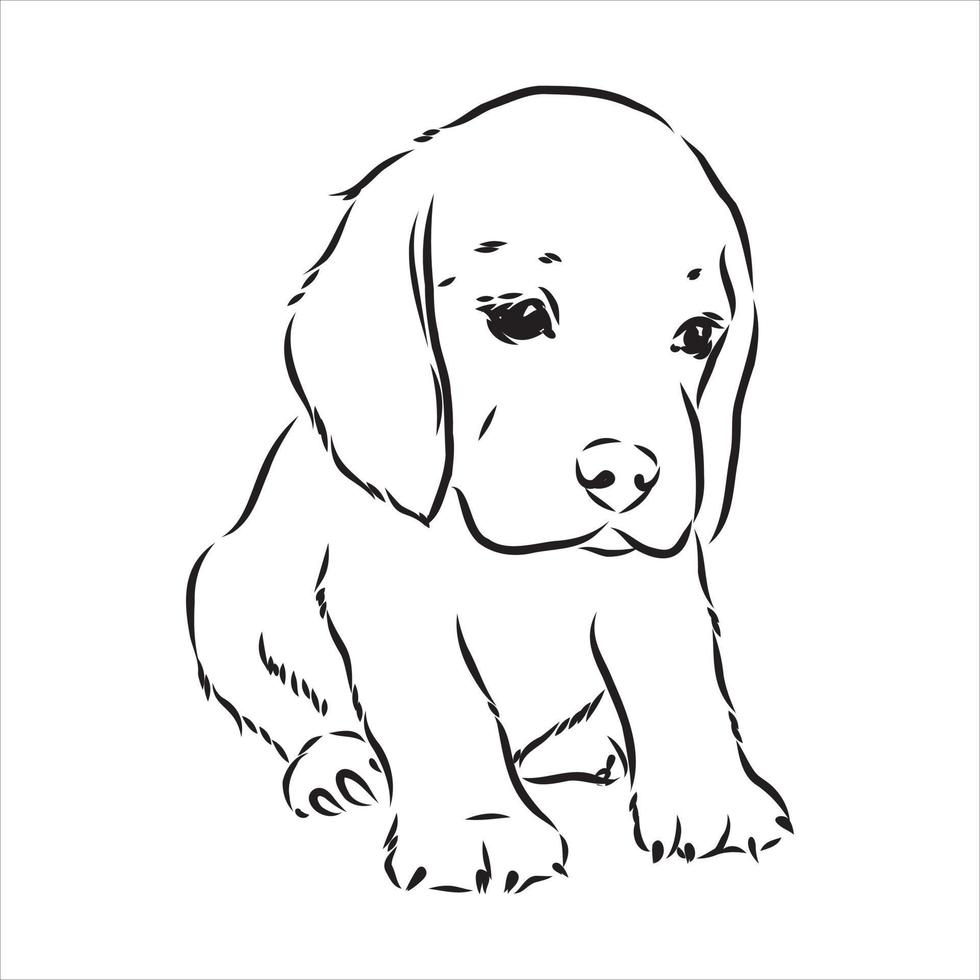 beagle hond vector schets