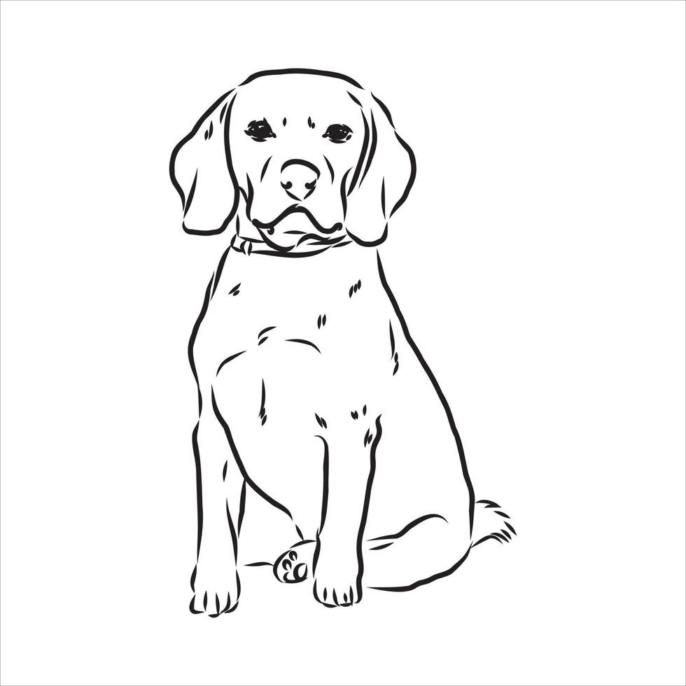 beagle hond vector schets