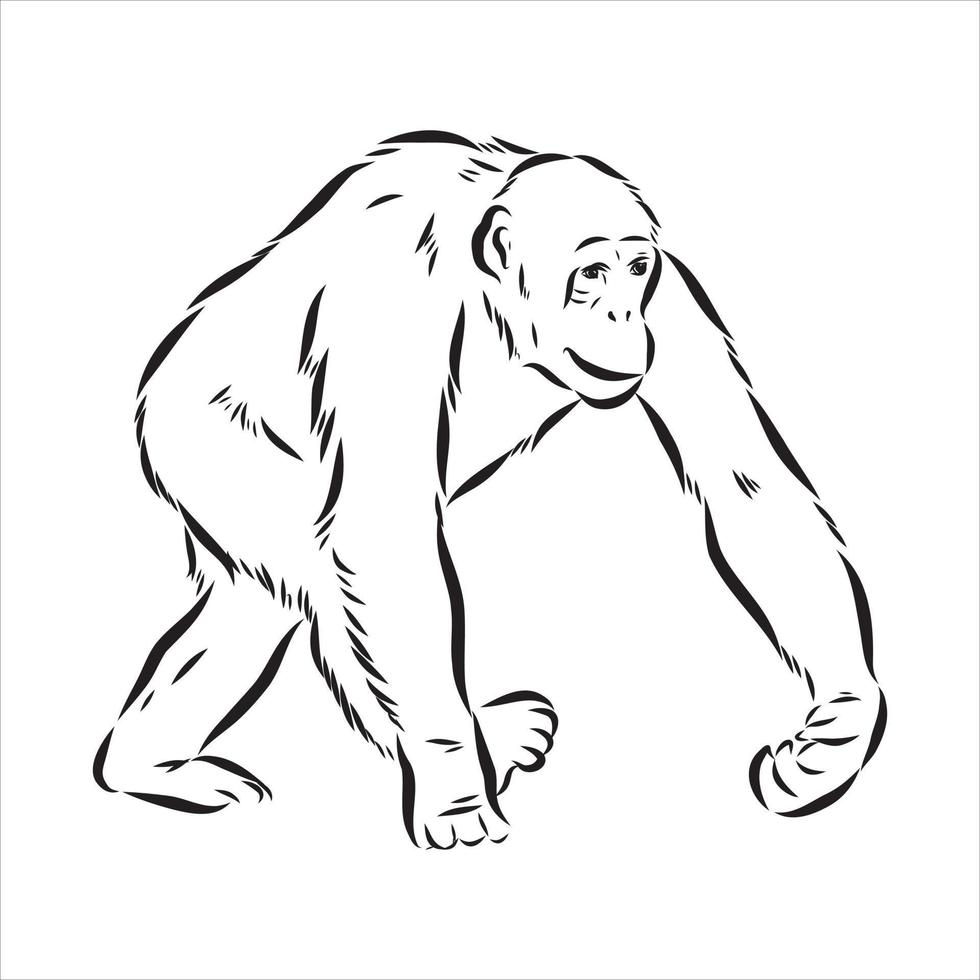 chimpansee vector schets