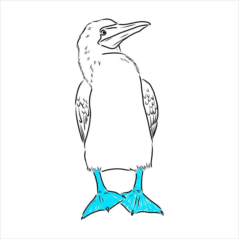 blauwbenige booby vector schets