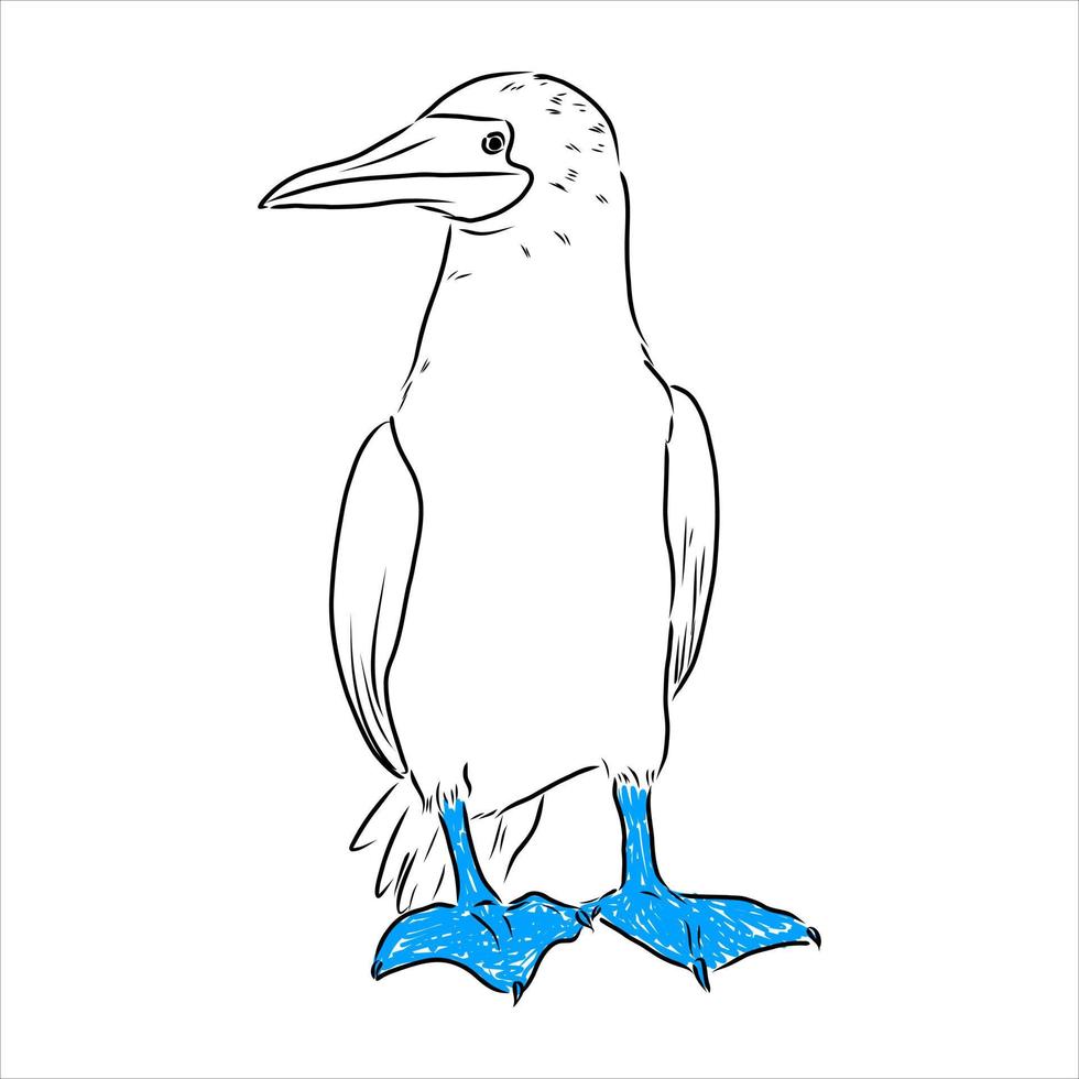 blauwbenige booby vector schets