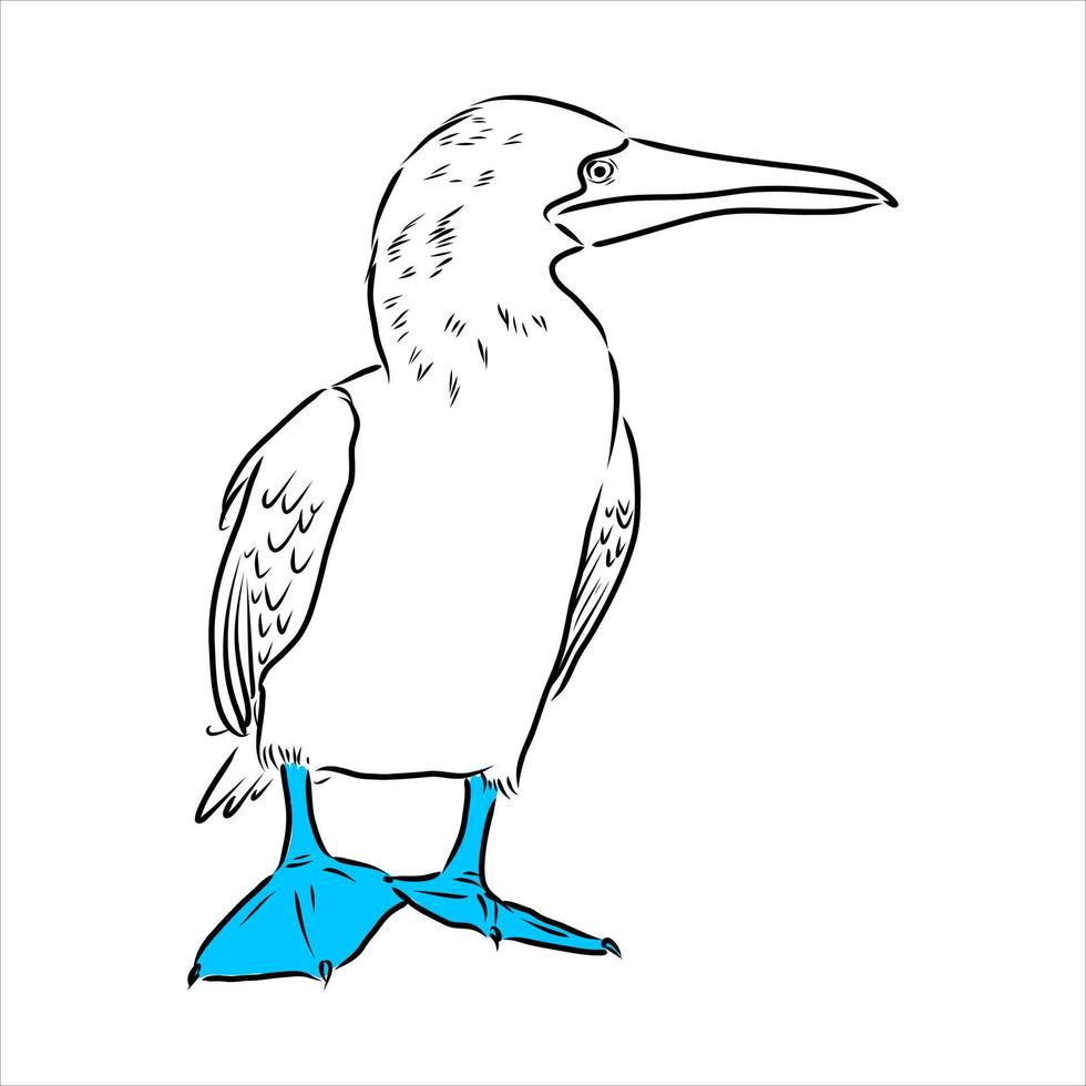 blauwbenige booby vector schets