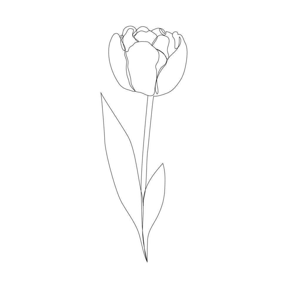 mooie bloeiende tulpenbloem in doorlopende lijntekeningstijl. minimalistische zwarte lineaire schets geïsoleerd op een witte achtergrond. vectorillustratie. vector