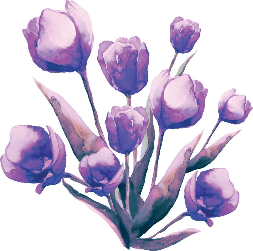 boeket bloeiende paarse tulp bloem met bladeren aquarel illustratie, vector