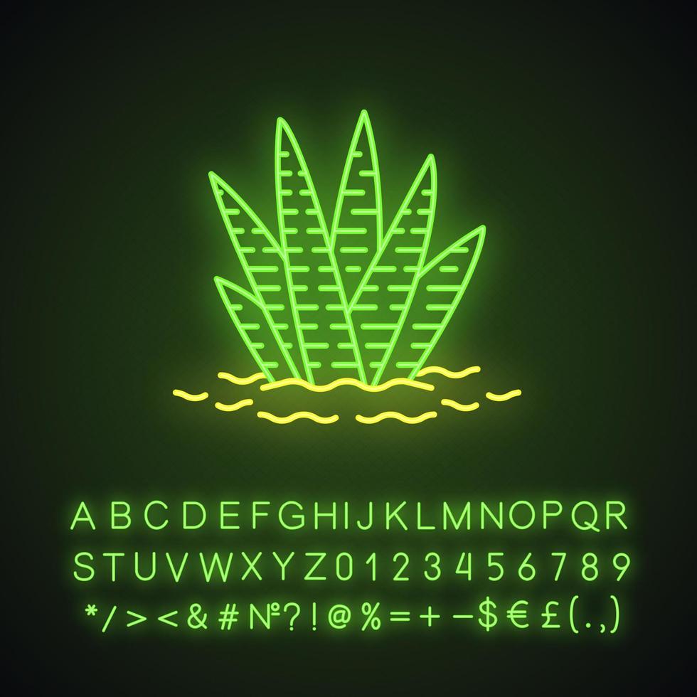 zebracactus in grondneonlichtpictogram. haworthia. kleine vetplant. tuin- en kuipplant. Afrikaanse exotische flora. gloeiend bord met alfabet, cijfers, symbolen. vector geïsoleerde illustratie