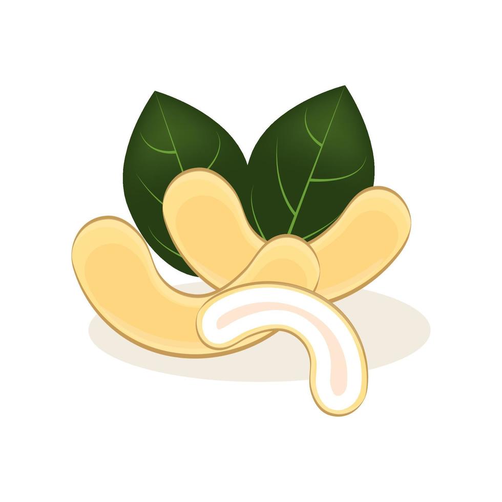 cashewnoten, realistische geïsoleerde noten voor uw ontwerp, verse hele en halve cashewnoten, bladeren en noten geïsoleerd op een witte achtergrond, vectorillustratie. vector