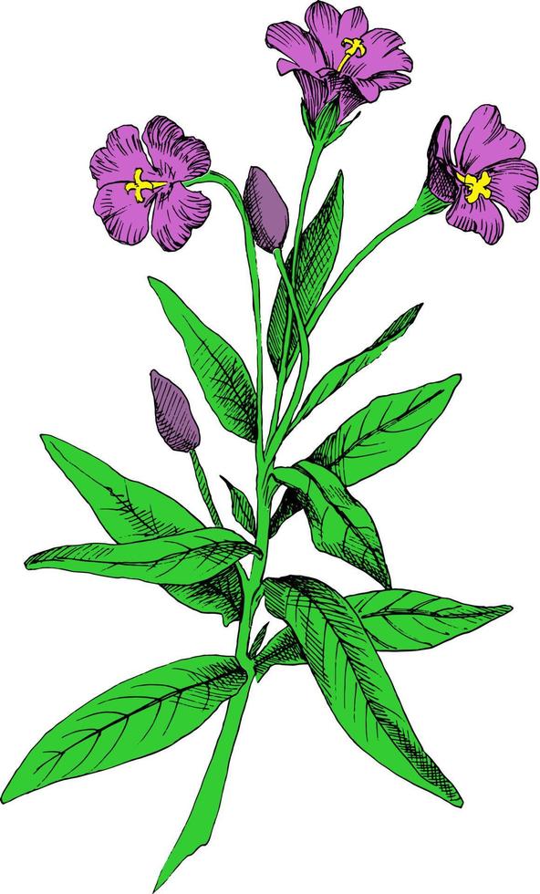 botanische gekleurde vectorillustratie met harige willowherb. wilde plant. goed voor verpakkingsontwerp, verpakkingsontwerp of uw project. vector