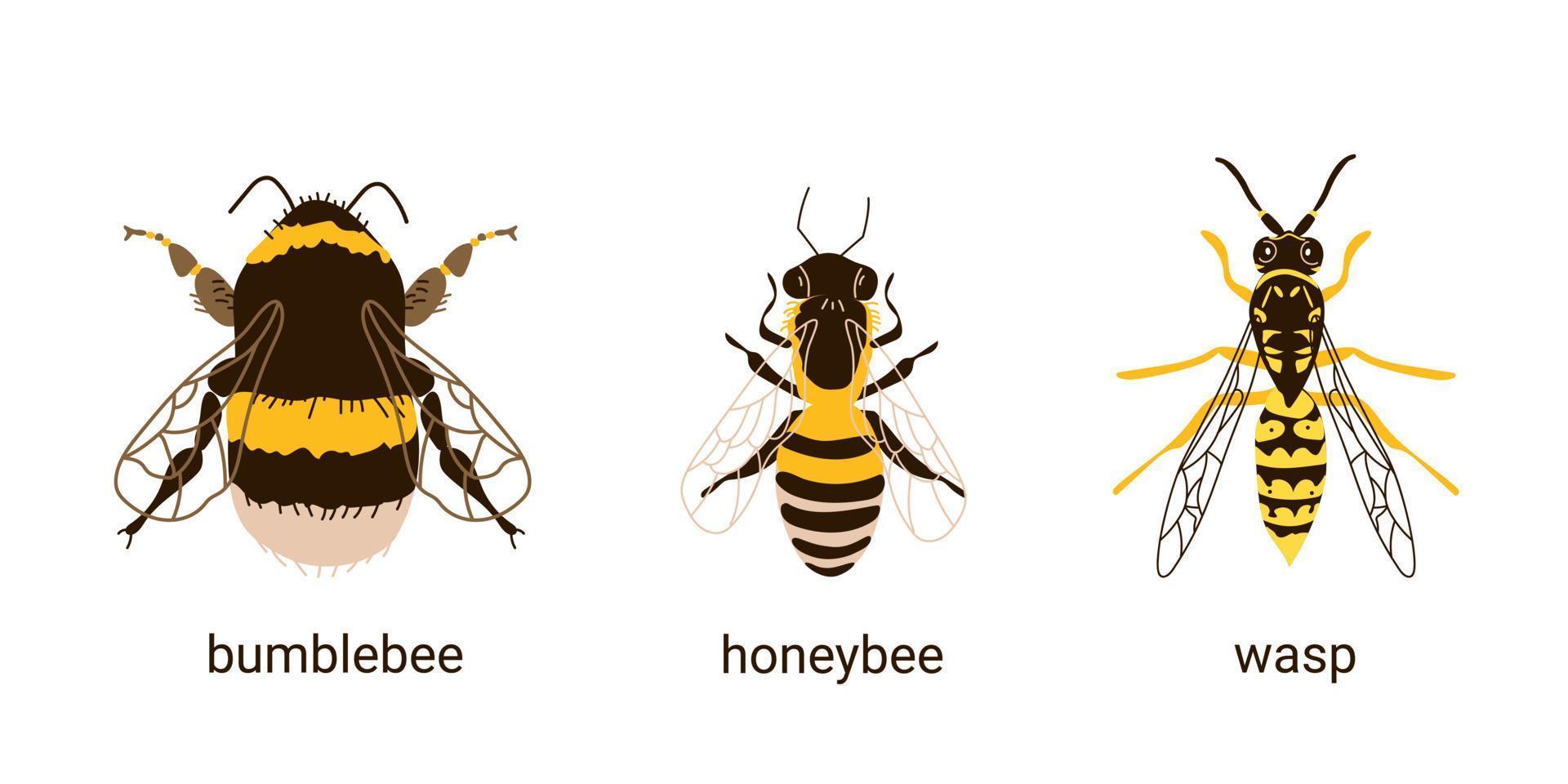 vergelijking van drie insecten bij, wesp en hommel vector