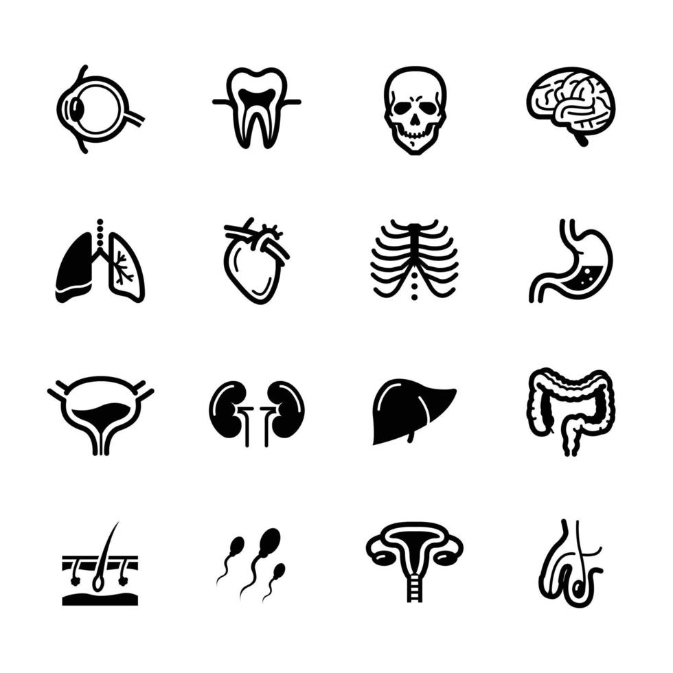 menselijke anatomie pictogrammen met witte achtergrond vector