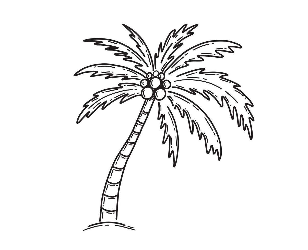 palm tropische boom hand getekende illustratie. vector