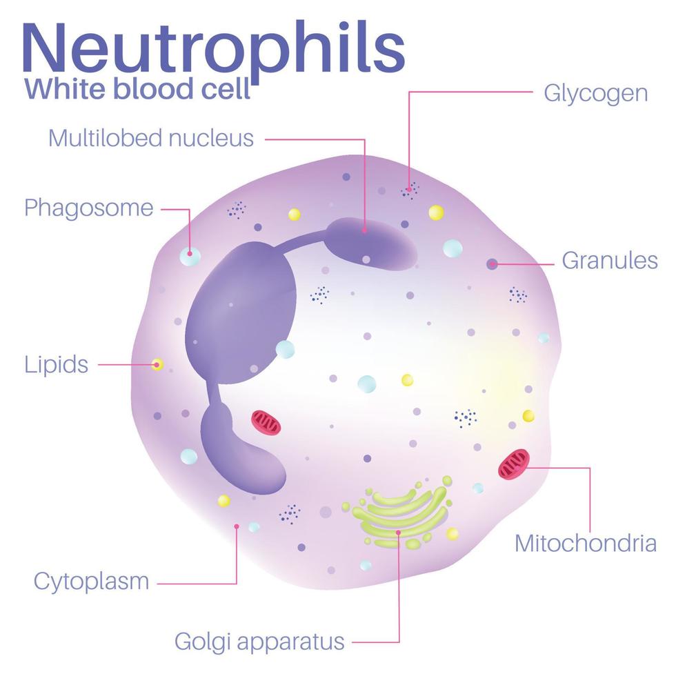 neutrofielen zijn witte bloedcellen. vector