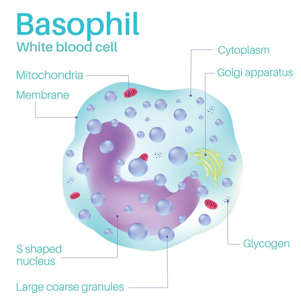 basofielen zijn witte bloedcellen. vector