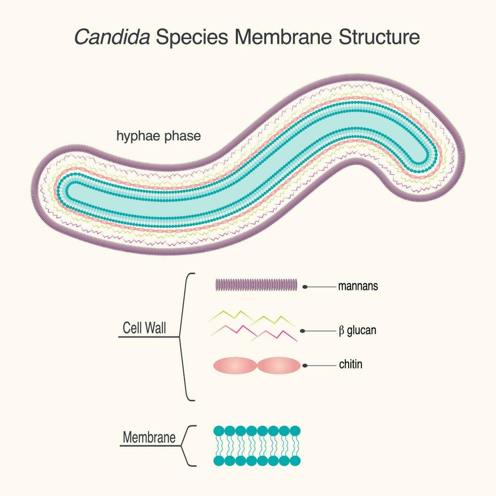 membraanstructuur van candida-soorten vector