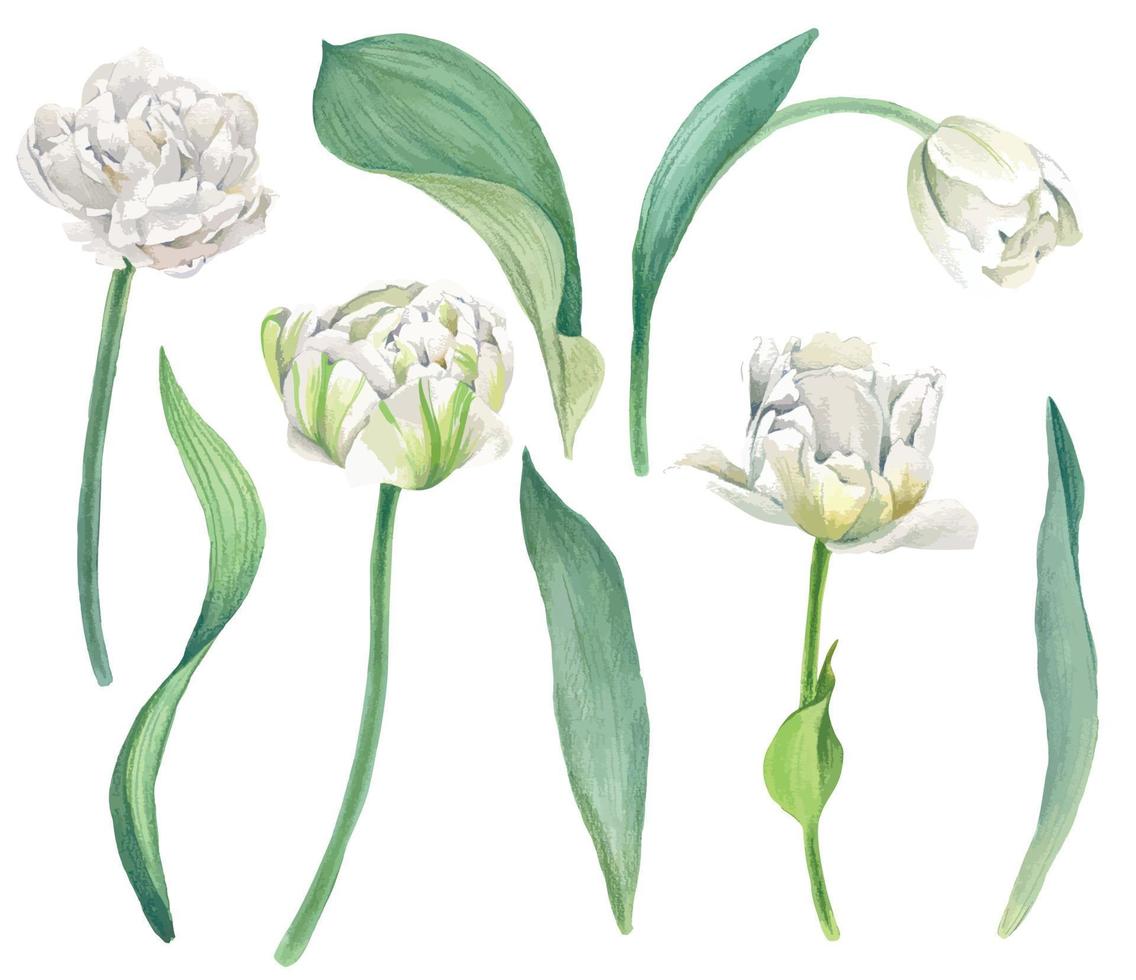 witte tulpen met bladeren, heldere vectorwaterverfillustratie vector