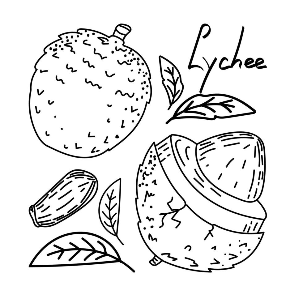 exotisch handgetekende lychee-fruit in schetsstijl. lychee, geïsoleerd op een witte achtergrond in kleur. fruit. eenvoudige vectorillustratie vector