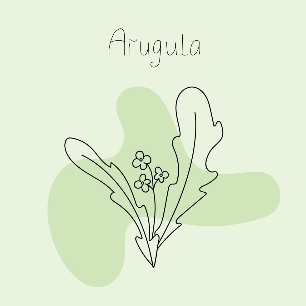 vectorillustratie van rucola bladeren vector