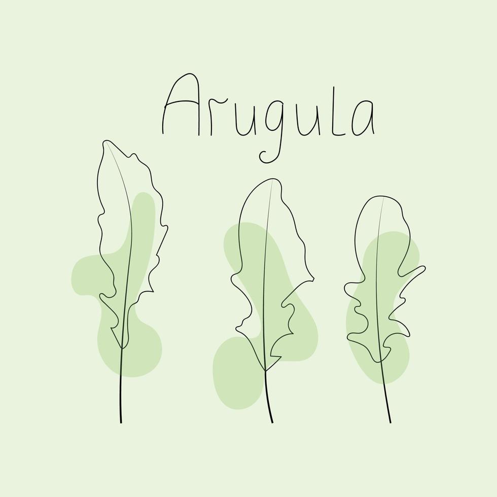 vectorillustratie van rucola bladeren vector