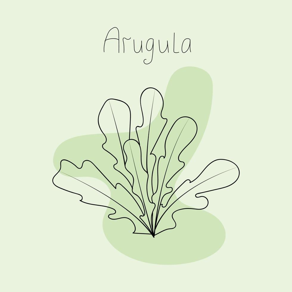 vectorillustratie van rucola bladeren vector