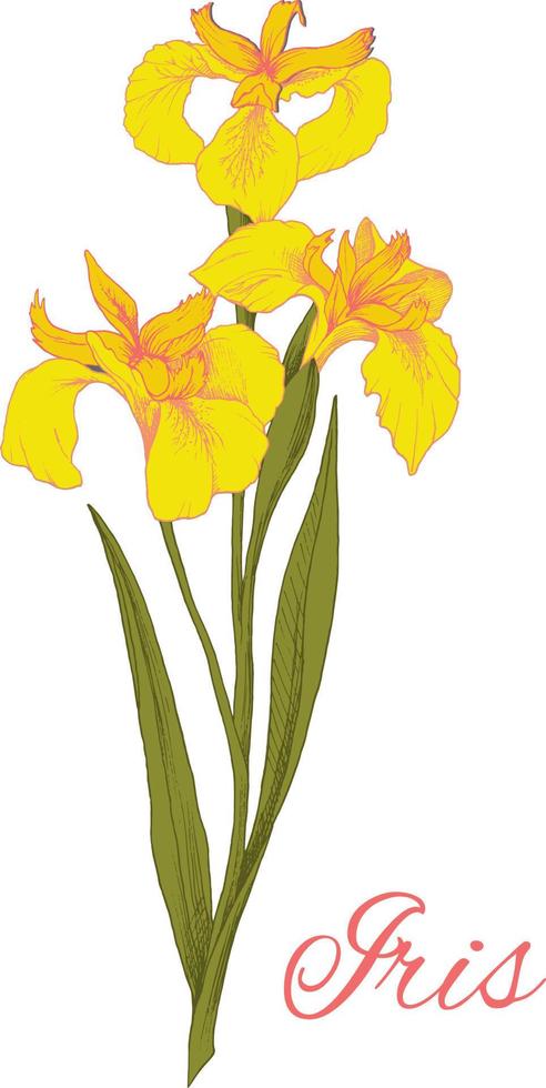 gekleurde illustratie van gele iris bloem geïsoleerd op een witte achtergrond. het element voor wenskaarten, huwelijksuitnodigingen, geschenkafdrukken. vector