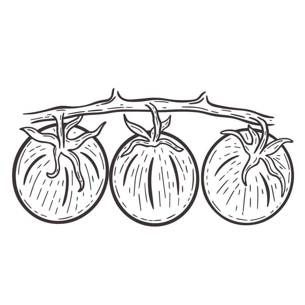 tomaten op tak hand getrokken gravure geïsoleerde vectorillustratie vector