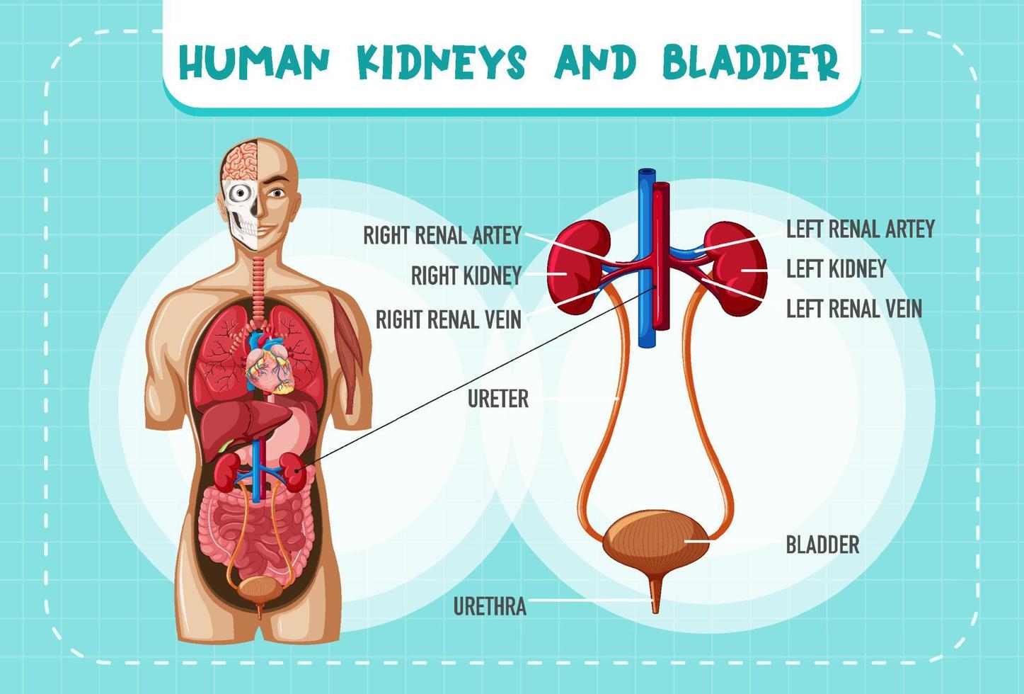 menselijk inwendig orgaan met nieren en blaas vector
