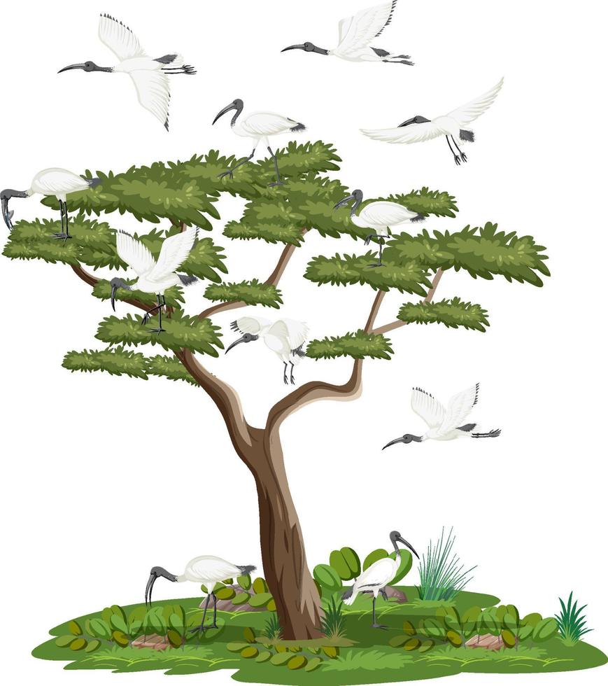 geïsoleerde boom met Australische witte ibis-groep vector